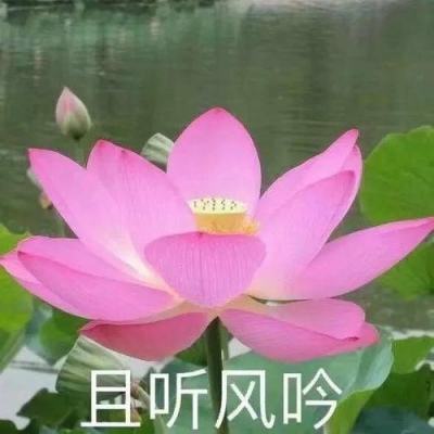 玩偶派对官方版下载